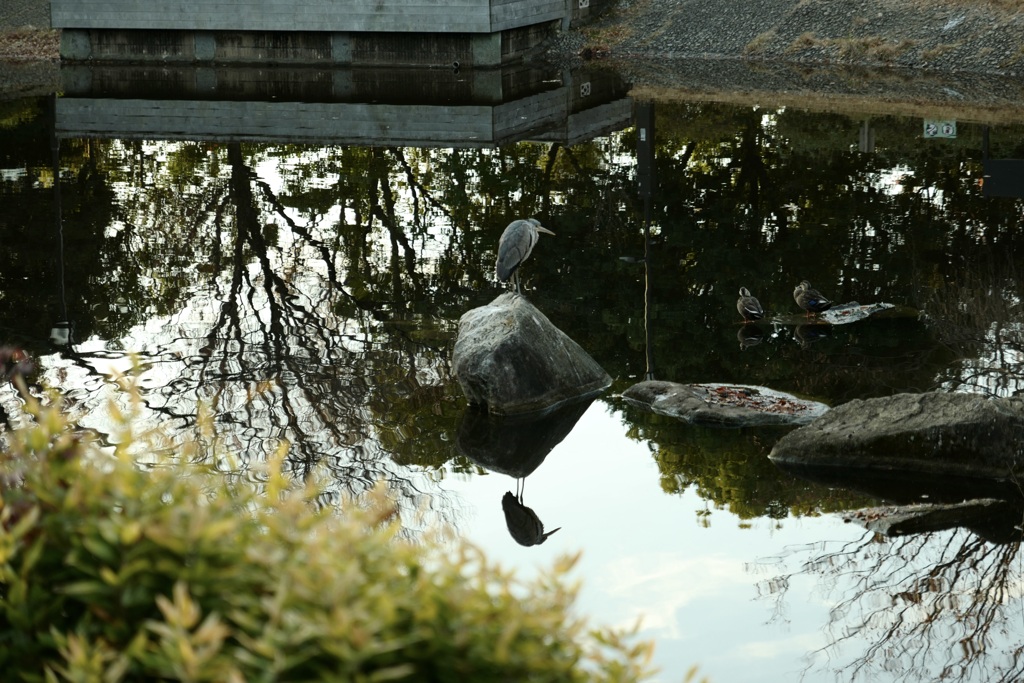 今日は猿江恩賜公園で7時