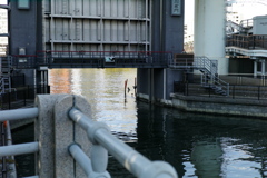 今日は向島で11時