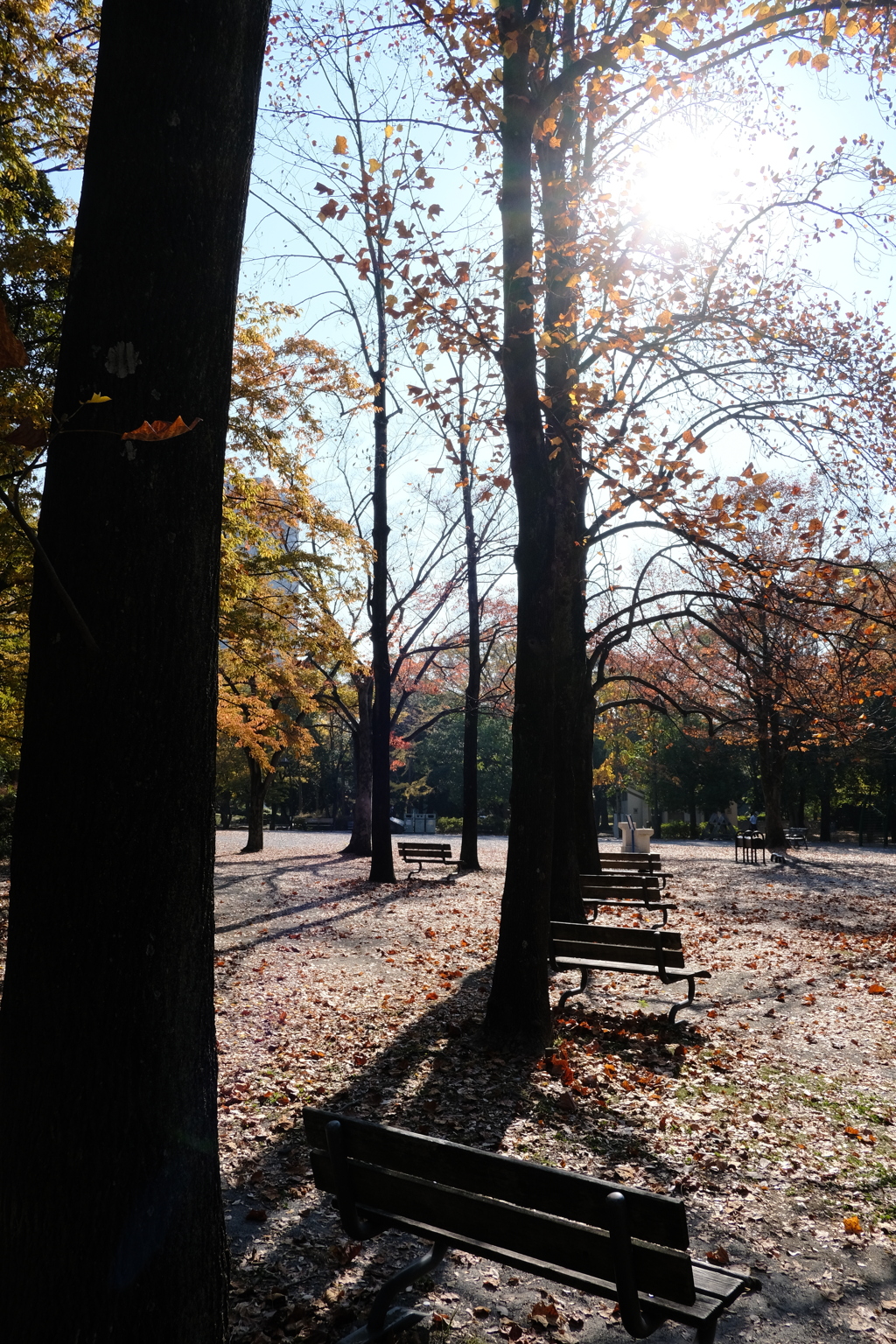 今日は猿江恩賜公園で10時