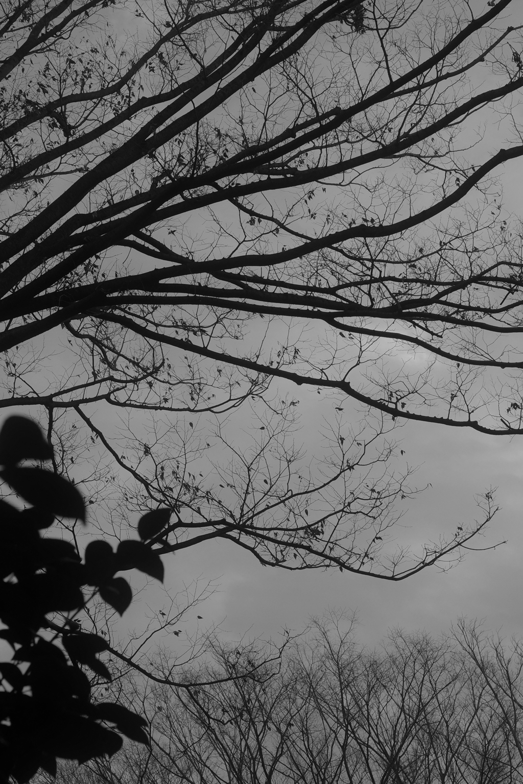 今日は猿江恩賜公園で7時