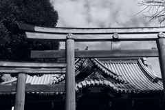 今日は牛嶋神社で11時