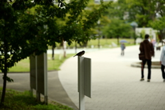 今日は隅田公園で2時