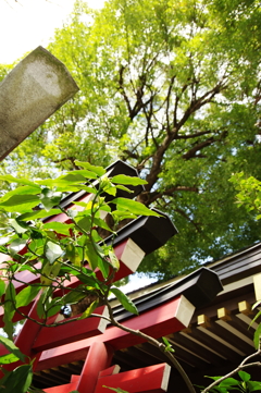 今日は鳥越神社で11時①