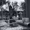 今日は香取神社で10時①