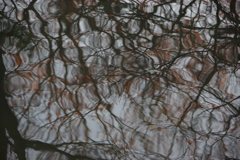 今日は猿江恩賜公園で7時