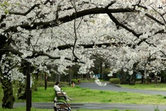 今日は亀戸で11時