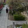 今日は亀戸天神で5時