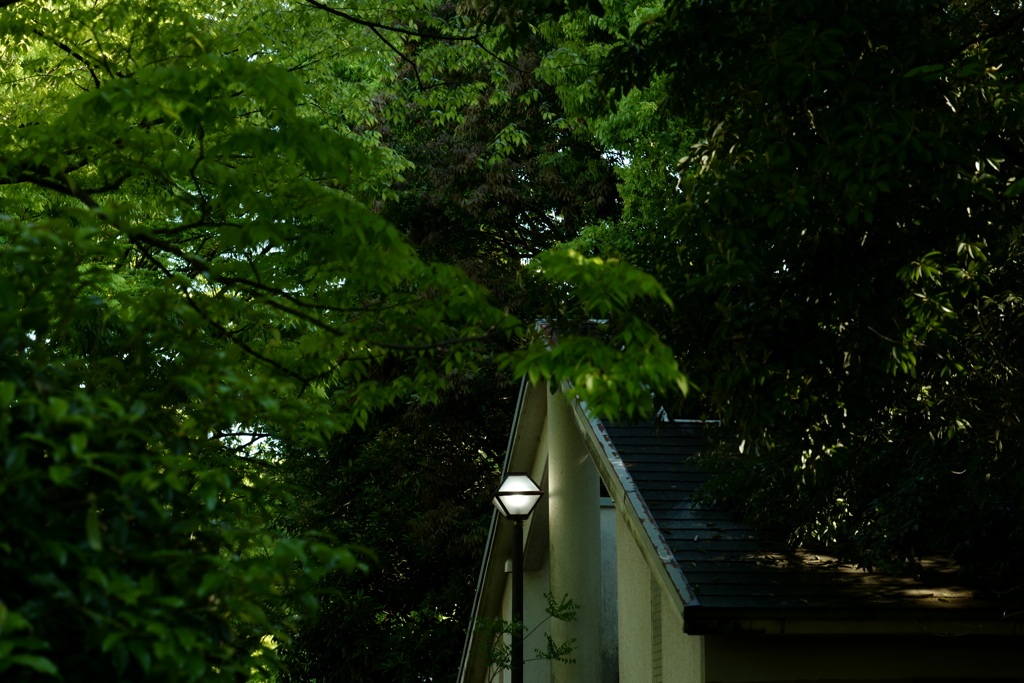 今日は猿江恩賜公園で7時②