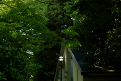 今日は猿江恩賜公園で7時②