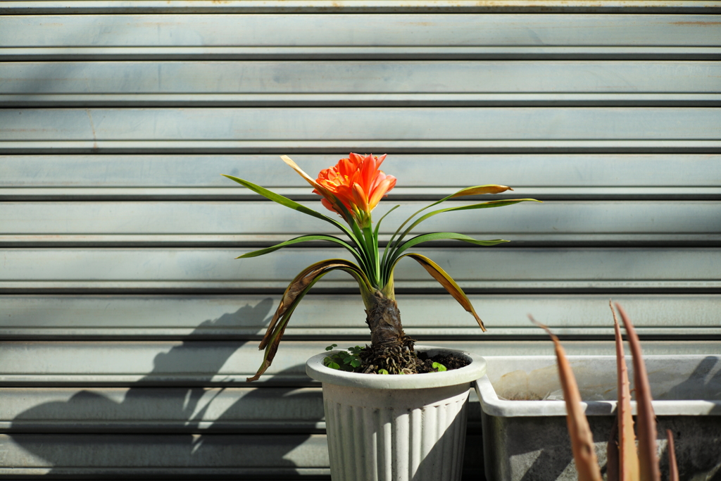今日は大島で9時
