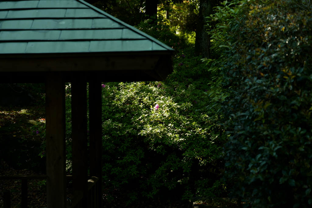 今日は猿江恩賜公園で7時①