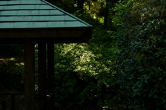 今日は猿江恩賜公園で7時①