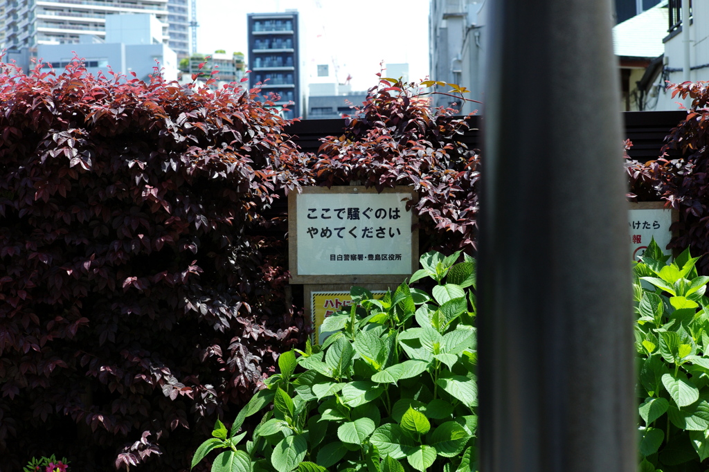 今日は池袋で12時
