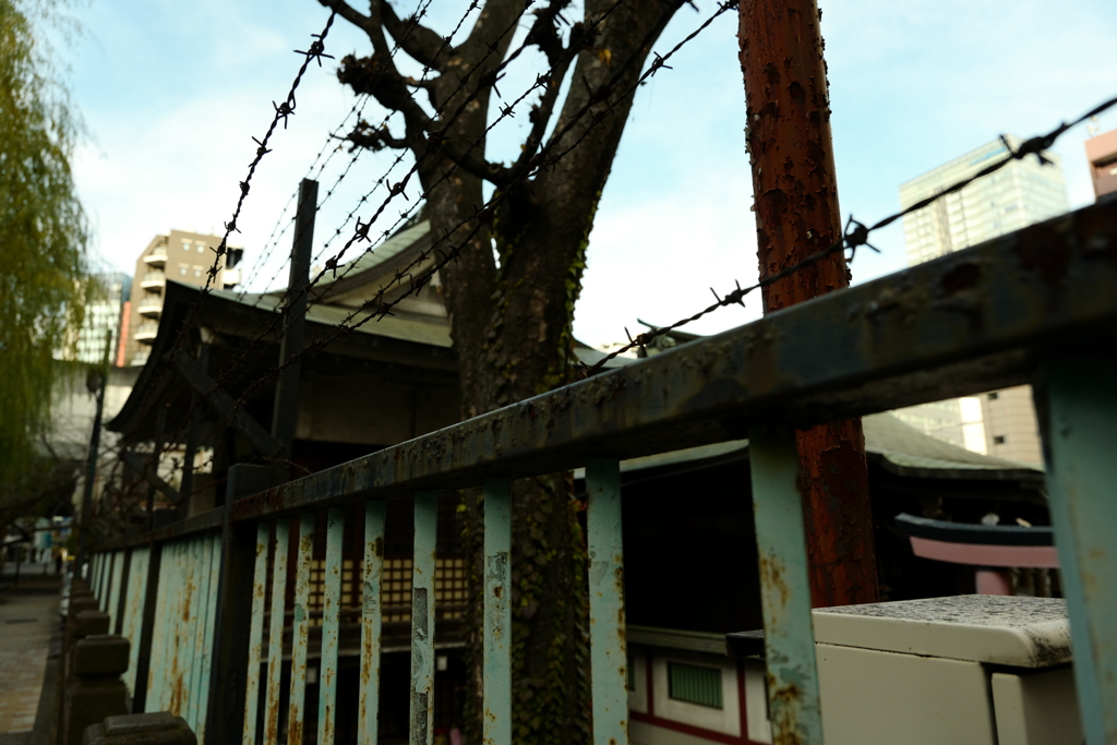 今日は柳森神社で8時