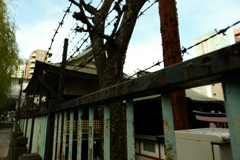 今日は柳森神社で8時