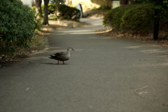 今日は猿江恩賜公園で8時①
