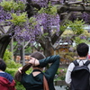 今日は亀戸天神で9時