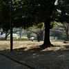今日は猿江恩賜公園で8時