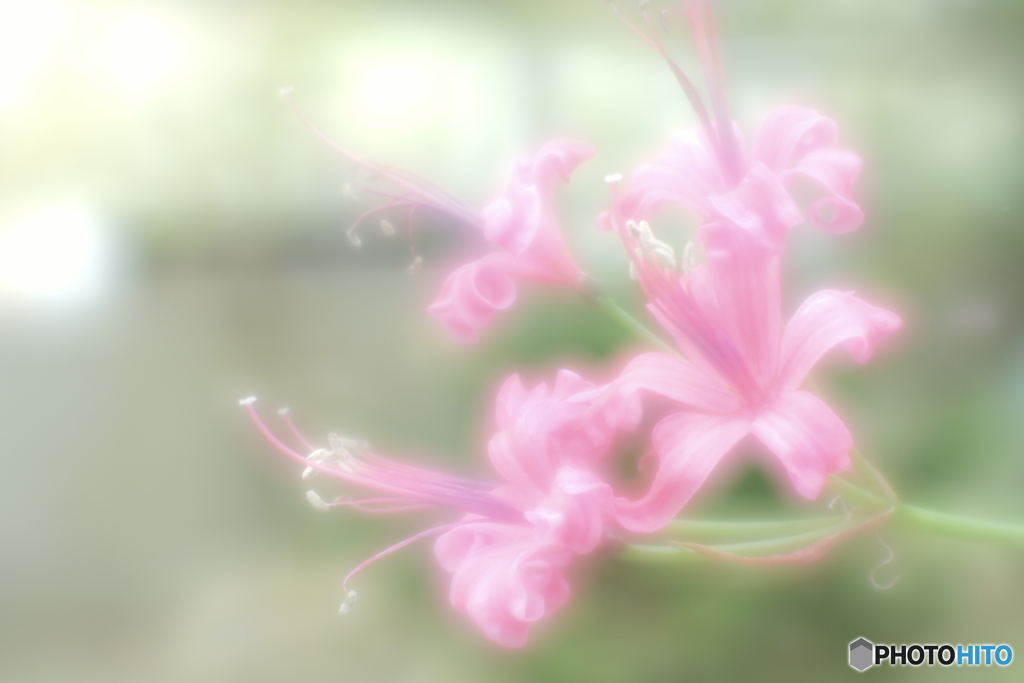 「Nerine」