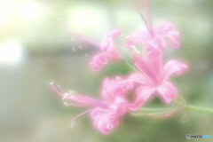 「Nerine」