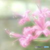 「Nerine」
