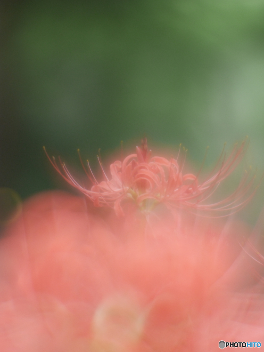 「天蓋花」