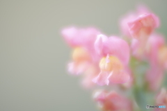 「おしゃべり」