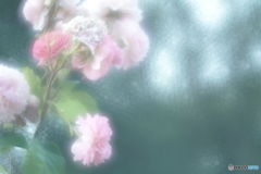 「薔薇と蓮根レンズ」