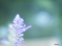 「Blue salvia」