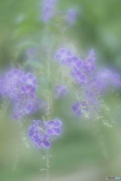 「Duranta‘Takarazuka’」