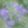 「Duranta‘Takarazuka’」