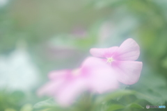 「控えめな・・・」
