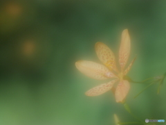 「Blackberry Lily」