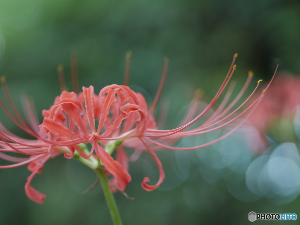 「天蓋花」