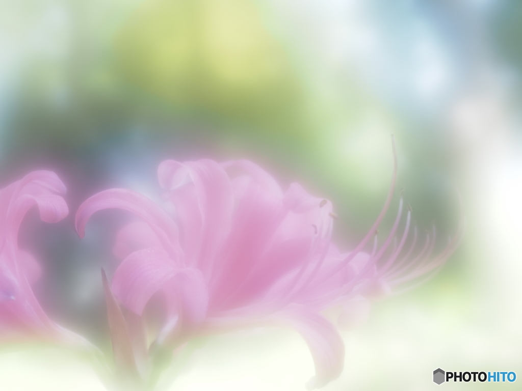 「夏水仙」