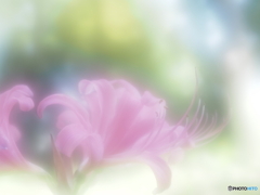 「夏水仙」