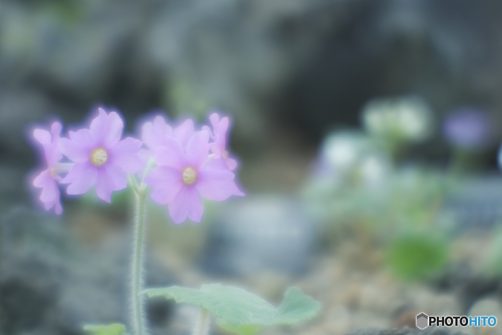 「四国勝紅草」