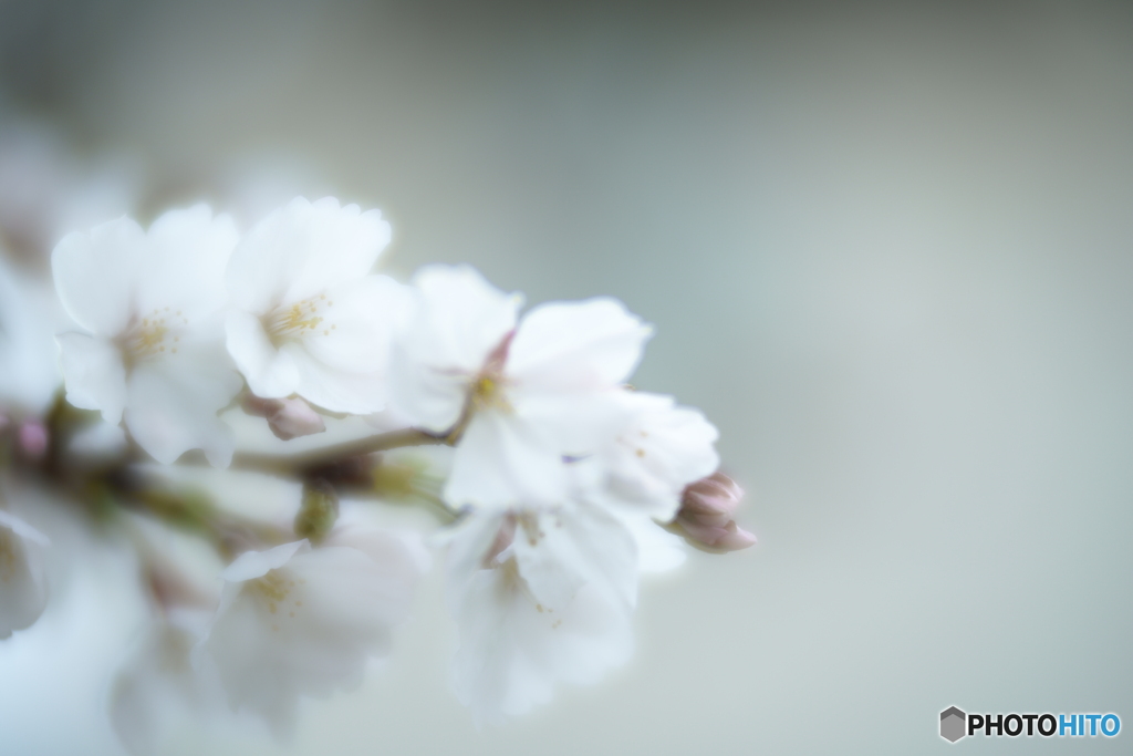 「Sakura」