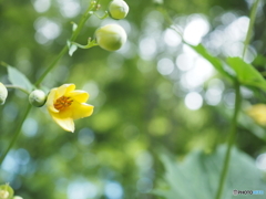 「天涯の花 2023-Ⅱ」