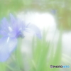 「燕子花」