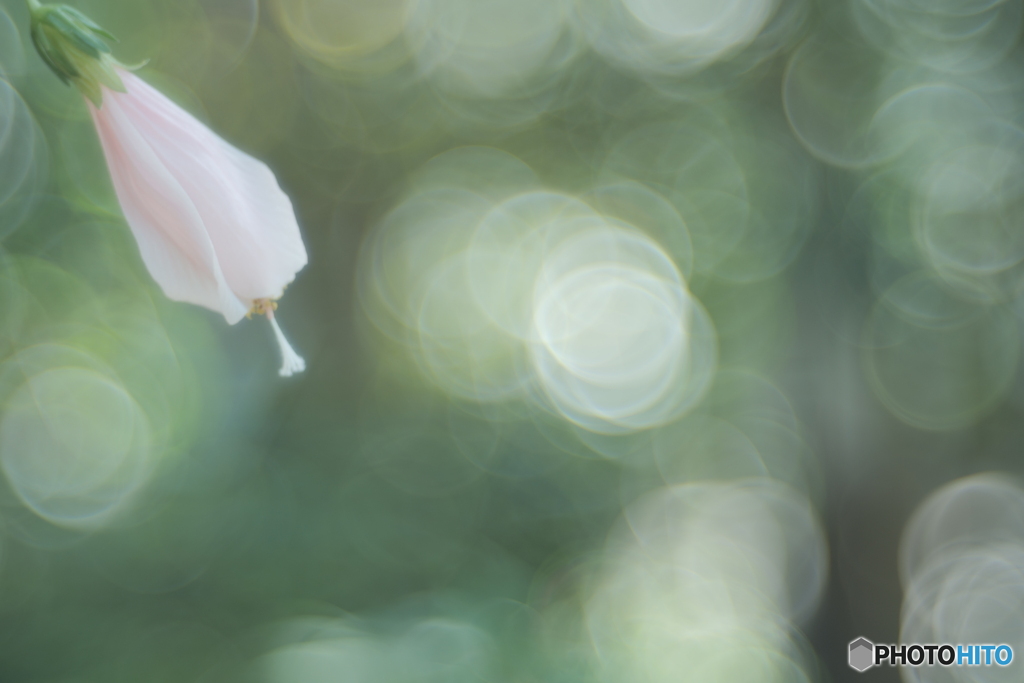 「優しい感受性」