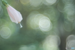 「優しい感受性」