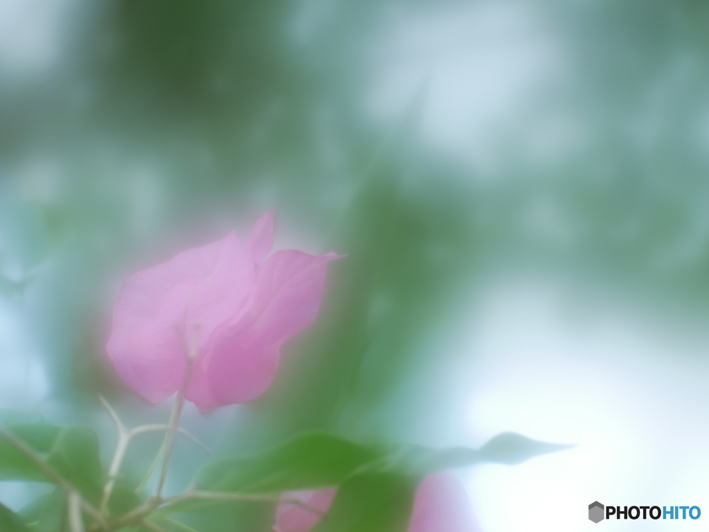 「Bougainvillea」