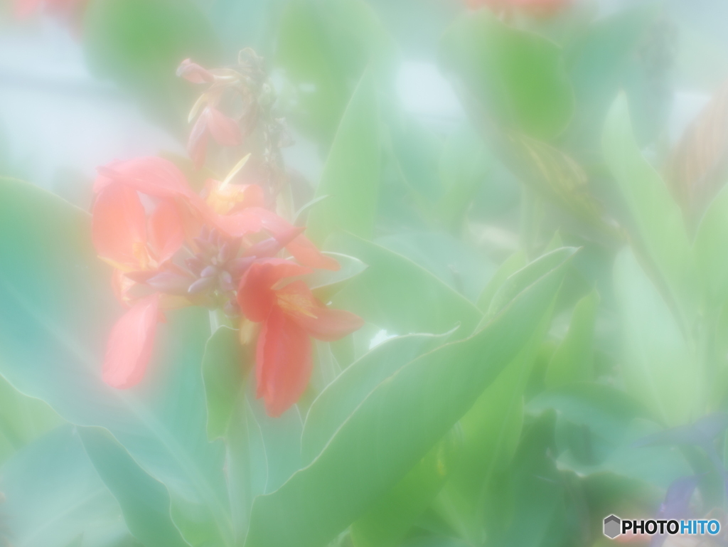 「Canna generalis」