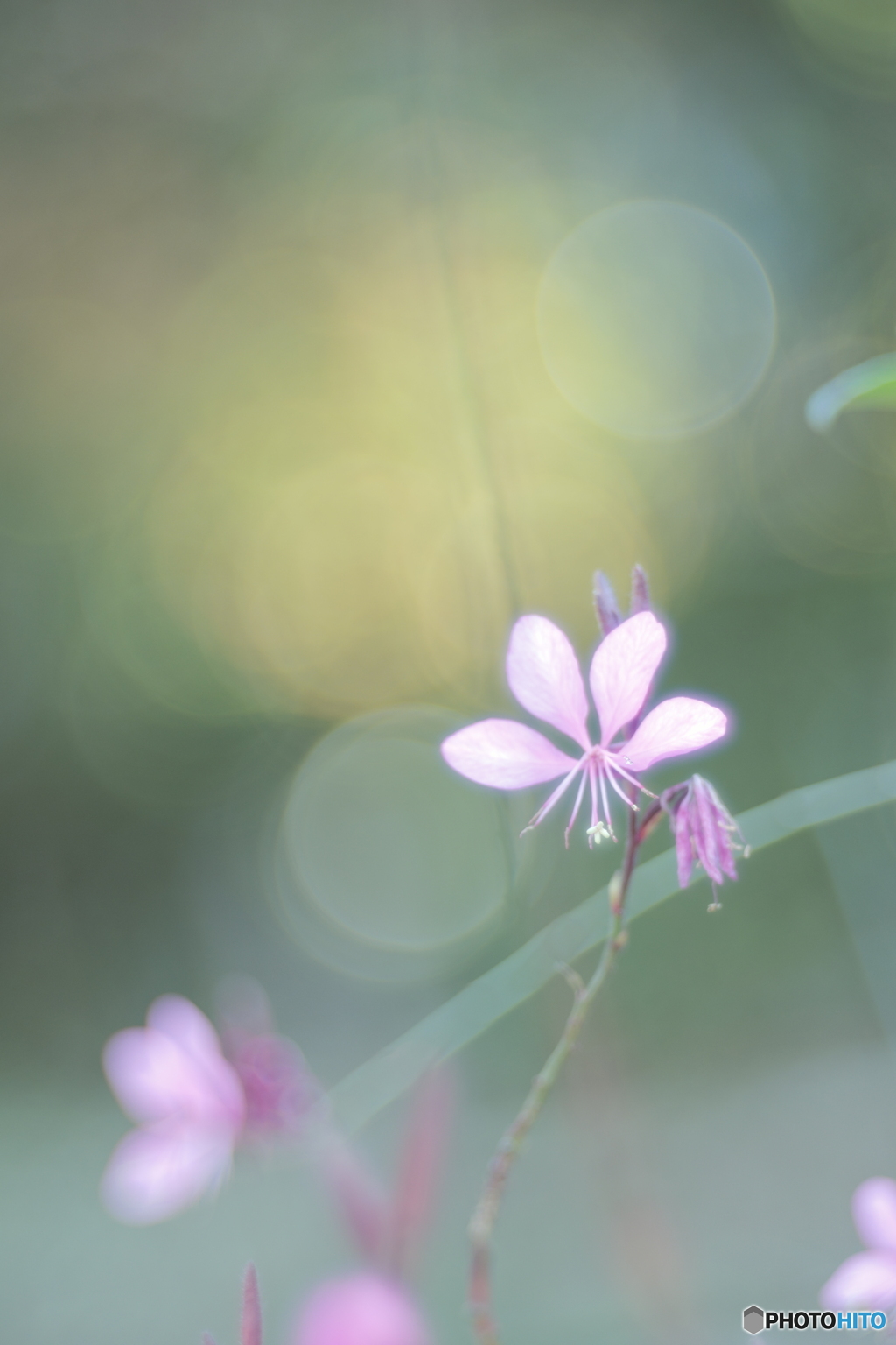 「桃色白蝶草」
