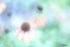 「Echinacea」