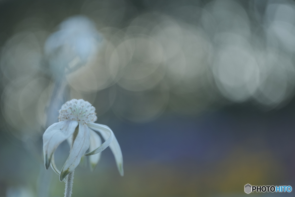 「Flannel flower」