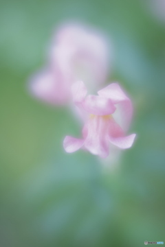 「Snap dragon」