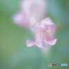 「Snap dragon」