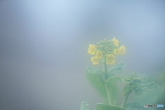 「小さな幸せ」